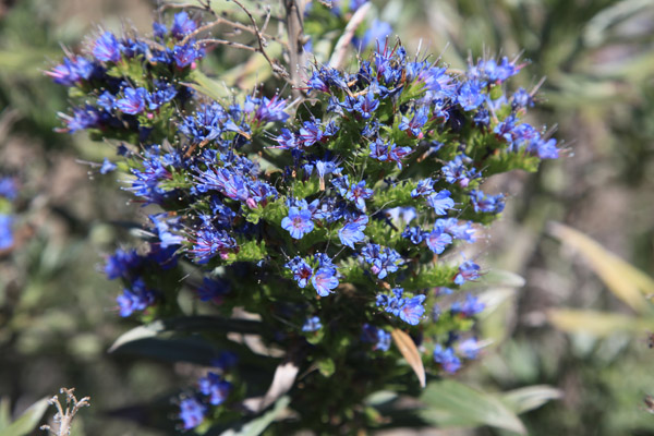 Mooie struik in de tuin van het centro de visitantes de El Paso